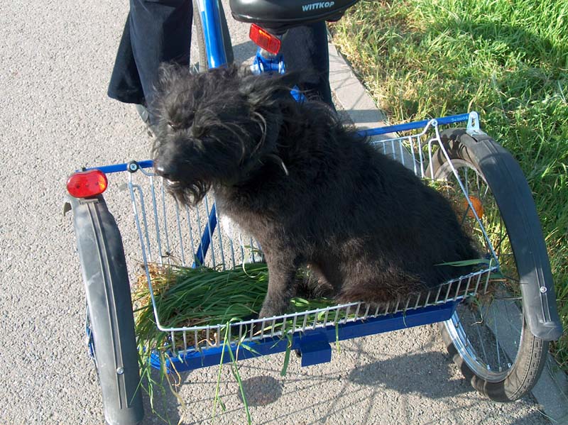 Kok v trojkole vystlan trvou