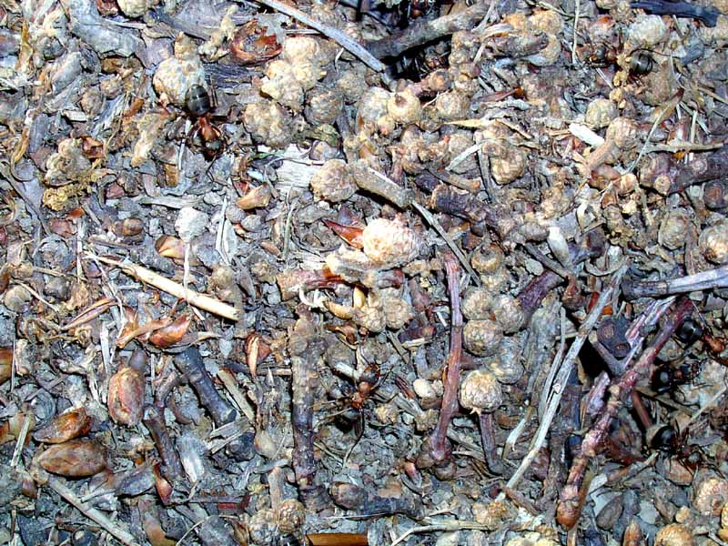 Makrosnímek mraveniště